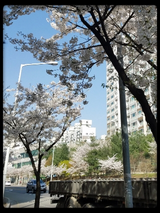 Cherry Blossoms on the Sidewalk