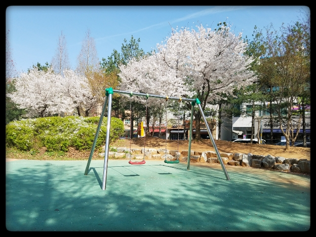 Cherry Blossoms in the Park